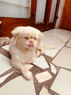 Pekingese dog for sale