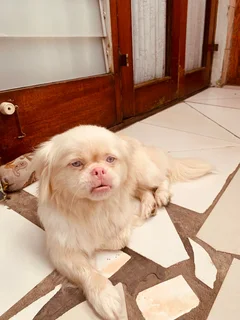 Pekingese dog for sale