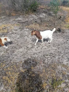 Goats and sheep for sale