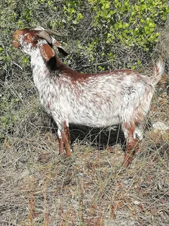 Goats and sheep for sale