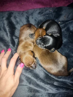 Daschund puppies