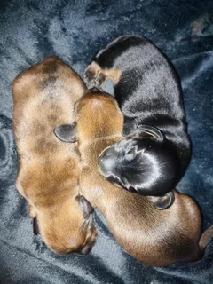 Daschund puppies