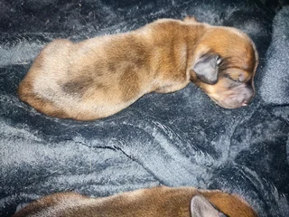 Daschund puppies