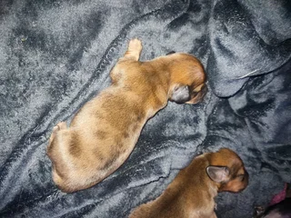 Daschund puppies