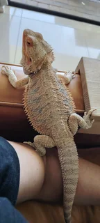 Bearded dragon