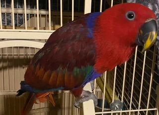 Eclectus female parrot