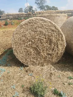 Soya rest bales