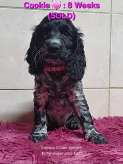 Pedigree English Cocker Spaniel Puppies For Sale