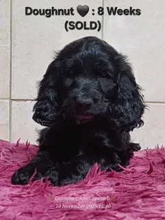 PEDIGREE ENGLISH COCKER SPANIEL PUPPIES FOR SALE