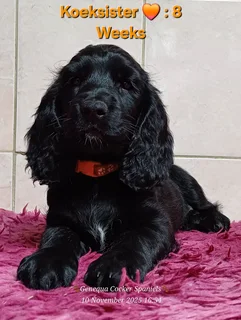 PEDIGREE ENGLISH COCKER SPANIEL PUPPIES FOR SALE