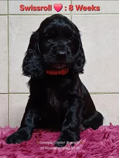 PEDIGREE ENGLISH COCKER SPANIEL PUPPIES FOR SALE