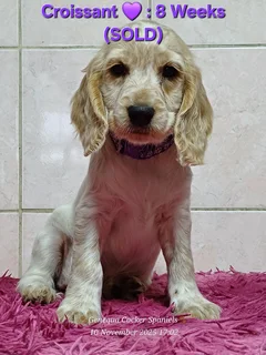 PEDIGREE ENGLISH COCKER SPANIEL PUPPIES FOR SALE