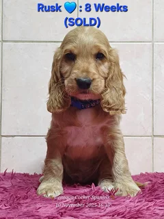 PEDIGREE ENGLISH COCKER SPANIEL PUPPIES FOR SALE