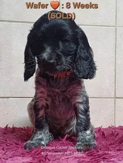 PEDIGREE ENGLISH COCKER SPANIEL PUPPIES FOR SALE
