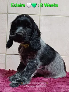 PEDIGREE ENGLISH COCKER SPANIEL PUPPIES FOR SALE