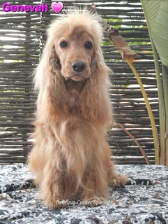 PEDIGREE ENGLISH COCKER SPANIEL PUPPIES FOR SALE