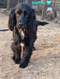 PEDIGREE ENGLISH COCKER SPANIEL PUPPIES FOR SALE