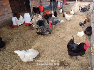 Variety Of Chicks & Chickens For Sale