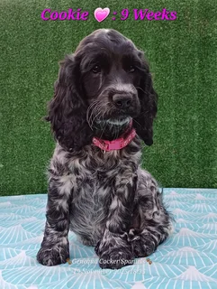 Pedigree English Cocker Spaniel Puppies Ready To Leave