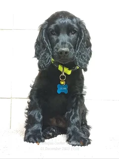 Last Pedigree Black English Cocker Spaniel Male Puppy For Sale