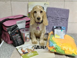 Female Pedigree Orange Roan English Cocker Spaniel Puppy From Registered Bloodlines