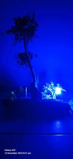 In the spotlihgt event for hire