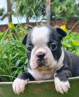 Boston Terriers puppies