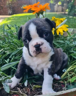 Boston Terriers puppies