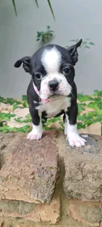 Boston Terriers puppies