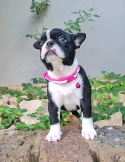 Boston Terriers puppies