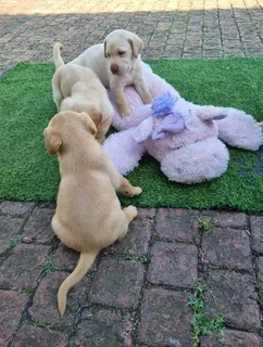 Labrador Puppies