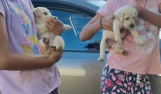 Labrador Puppies
