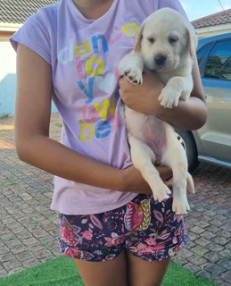 Labrador Puppies