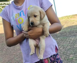 Labrador Puppies