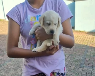 Labrador Puppies