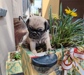 Pug puppies