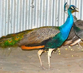 Peacock and Peahen (3 years old)