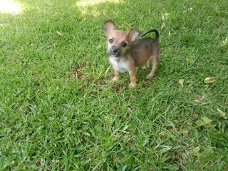Yorkie X Maltese poedel