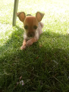 Yorkie X Maltese poedel