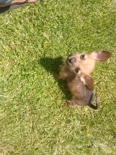 Yorkie X Maltese poedel