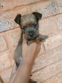 Morkie Male