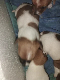 Jack Russell short leg puppies