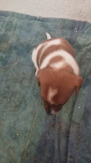 Short leg Jack Russell puppies
