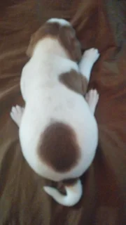 Short leg Jack Russell puppies