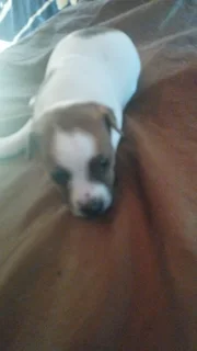 Short leg Jack Russell puppies