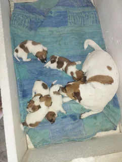 Short leg Jack Russell puppies