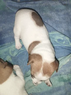 Jack Russell puppies