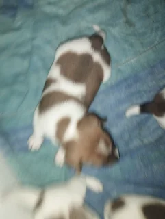 Jack Russell puppies