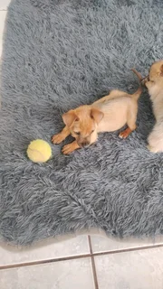 Chihuahua cross Yorkie