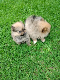 Male pomeranian puppies